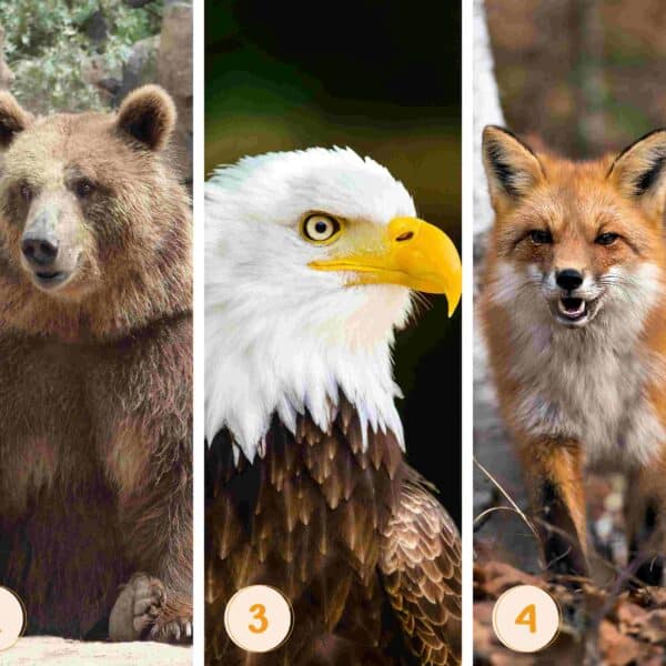 Test della personalità: quale animale ti somiglia? Scegli tra queste 5 creature e rivela i tratti unici del tuo carattere!