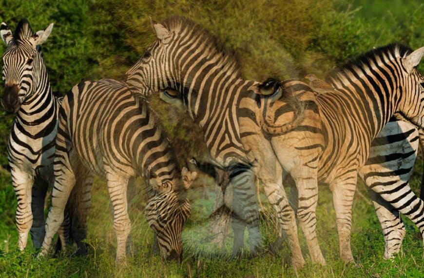 Test della personalità: rivela la tua natura profonda scoprendo l'animale che vedi per primo!