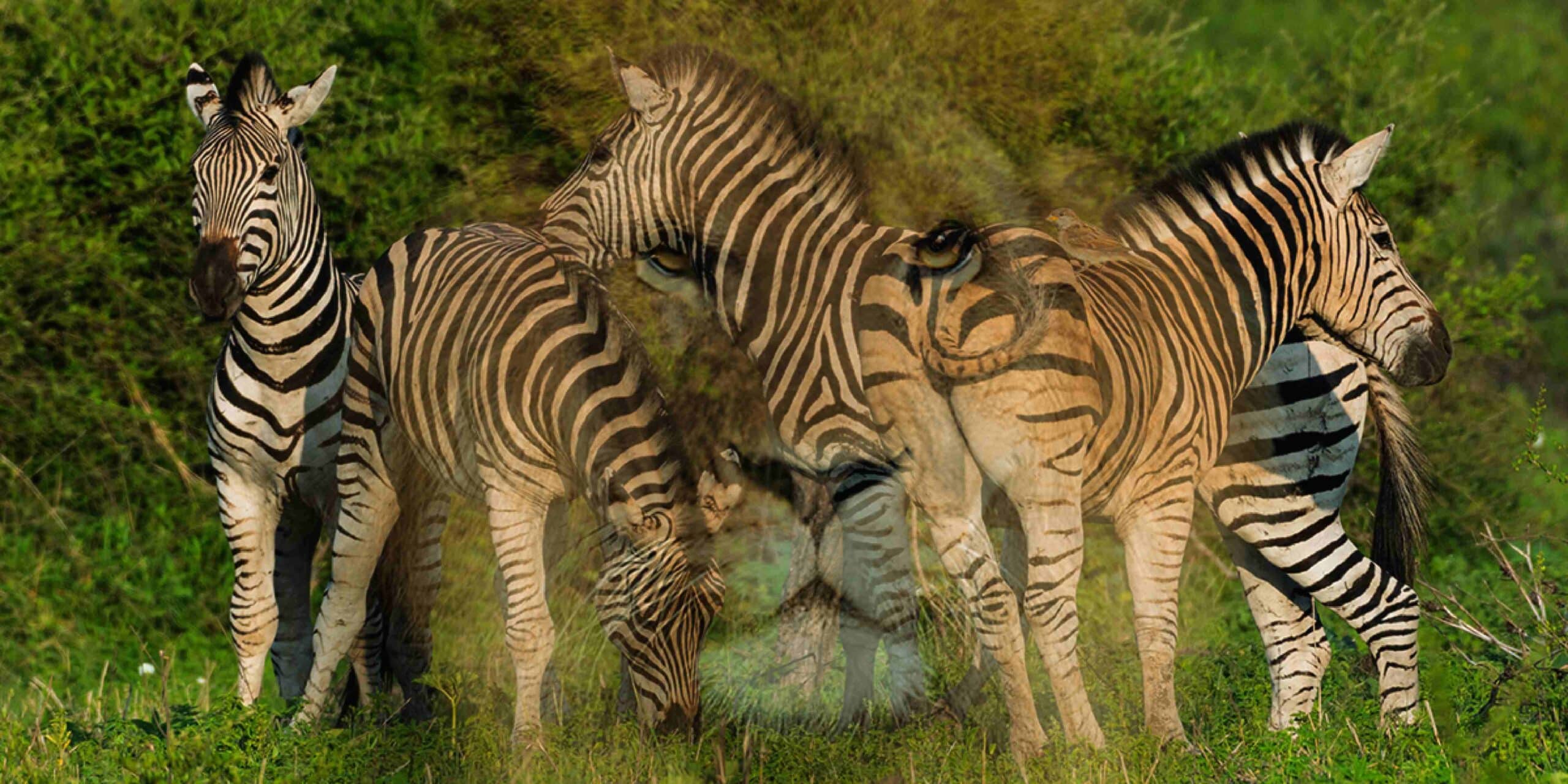 Test della personalità: rivela la tua natura profonda scoprendo l'animale che vedi per primo!